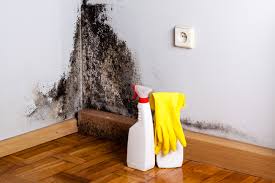 Trusted Tangelo Park, FL Mold Prevention & Removal  Experts